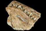 Fossil Fish (Cimolichthys) Skull Section - Kansas #113159-2